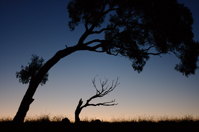 Bent Tree Silhouettes